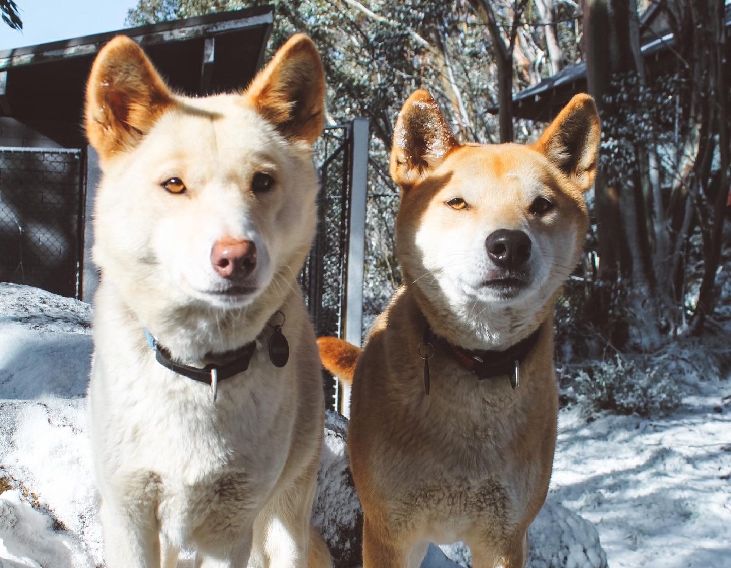Mt baw baw sales dogs